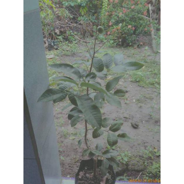 Bibit Kelengkeng Matalada  Kondisi Sedang berbuah  Bibit kelengkeng Mata Lada  Bibit Tanaman Buah