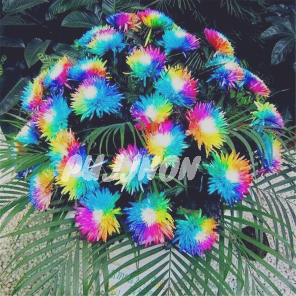 Biji Benih Krisan Pelangi isi 10 Butir (Rainbow Chrysanthemum)