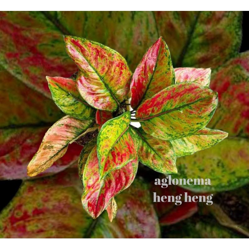 Tanaman aglonema heng heng daun rimbun / pohon Aglonema heng heng merah / Tanaman hias hidup / bunga