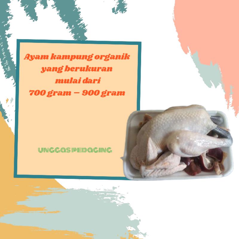 

ayam kampung 800 gram
