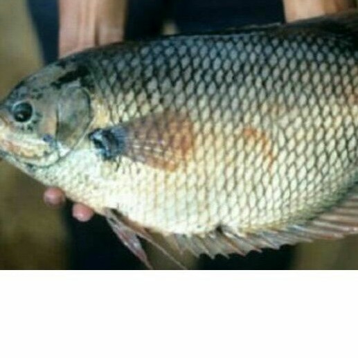 Ikan Gurame Hidup Segar 1kg