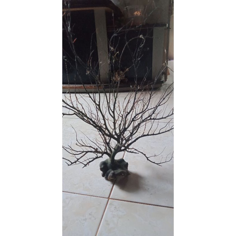 karang pohon ranting asli (realpict)