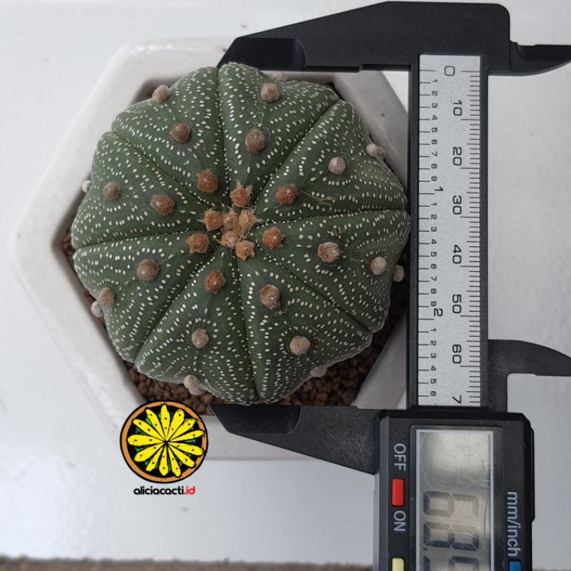 Kaktus ownroot astrophytum asterias kabuto