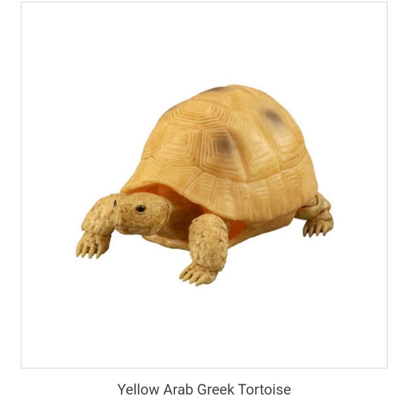yellow arab greek tortoise gashapon figure dango mushi turtle
