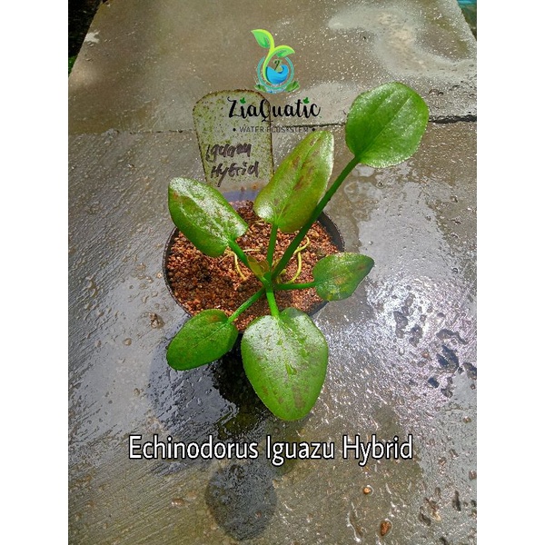 Tanaman Aquascape Echinodorus Iguazu Hybrid Full Air