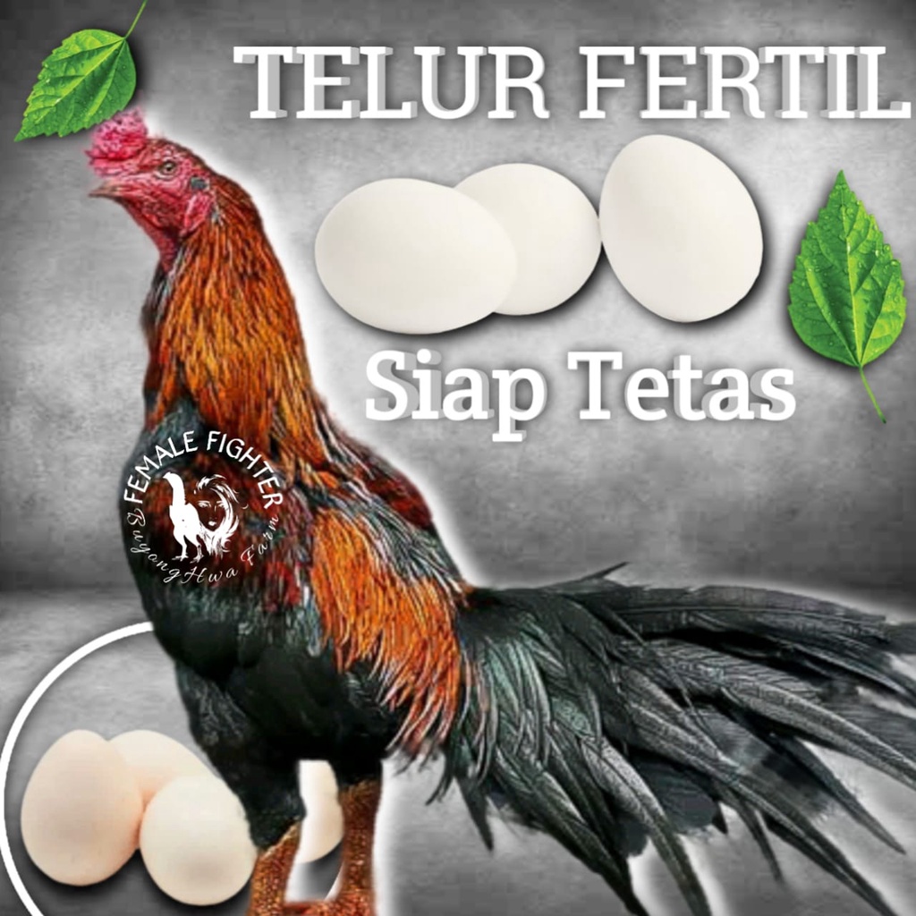 plucker trad pakhoy Ayam Bangkok TELUR FERTIL New Generasi