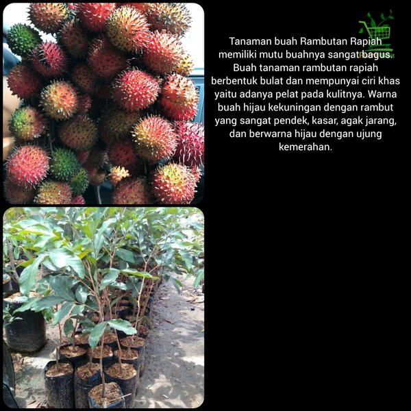 bibit pohon buah rambutan rapiah-ropiah