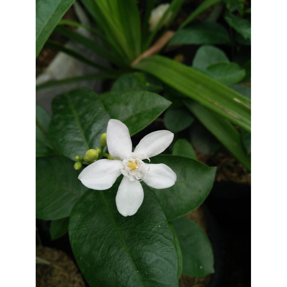 Terlaris Bibit Bunga Melati Bunga Melati Tanaman Melati Terbaik