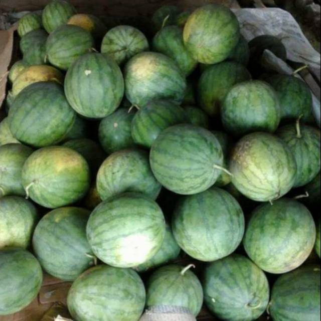 

Buah semangka sedang bulat / pipih