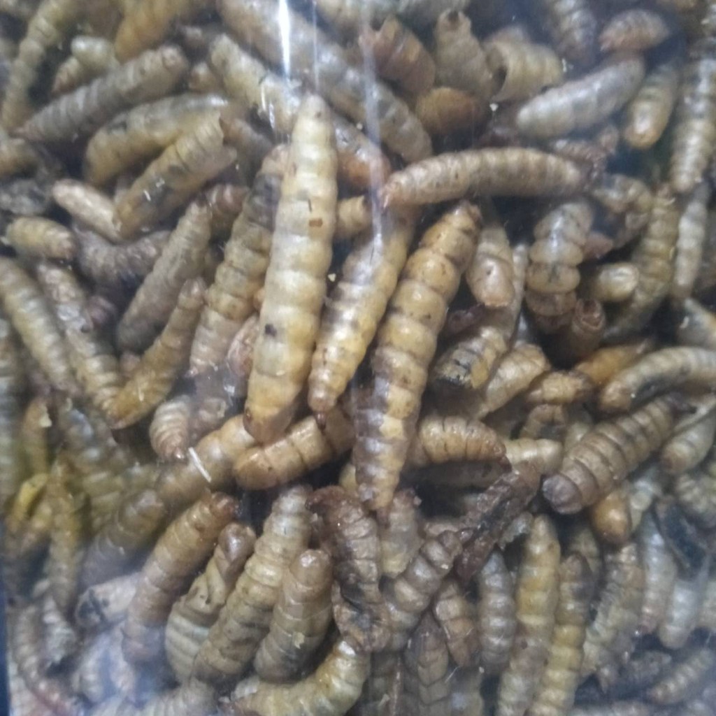 AKARI MAGGOT PRO 130GR PAKAN IKAN HIAS