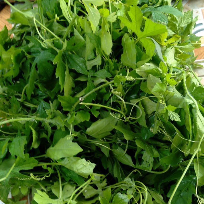 

Daun Pare Hutan Paria Gengge segar