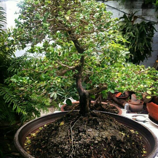 Tanaman Hias Pohon Bonsai (besar)