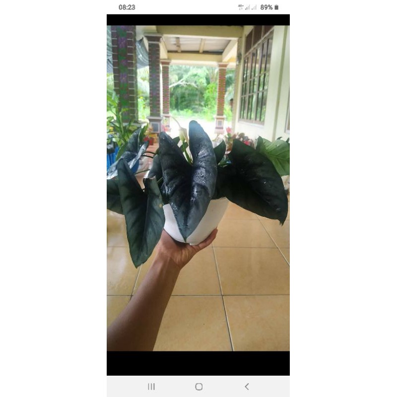 Alocasia Silver Rawatan  (Reversa)