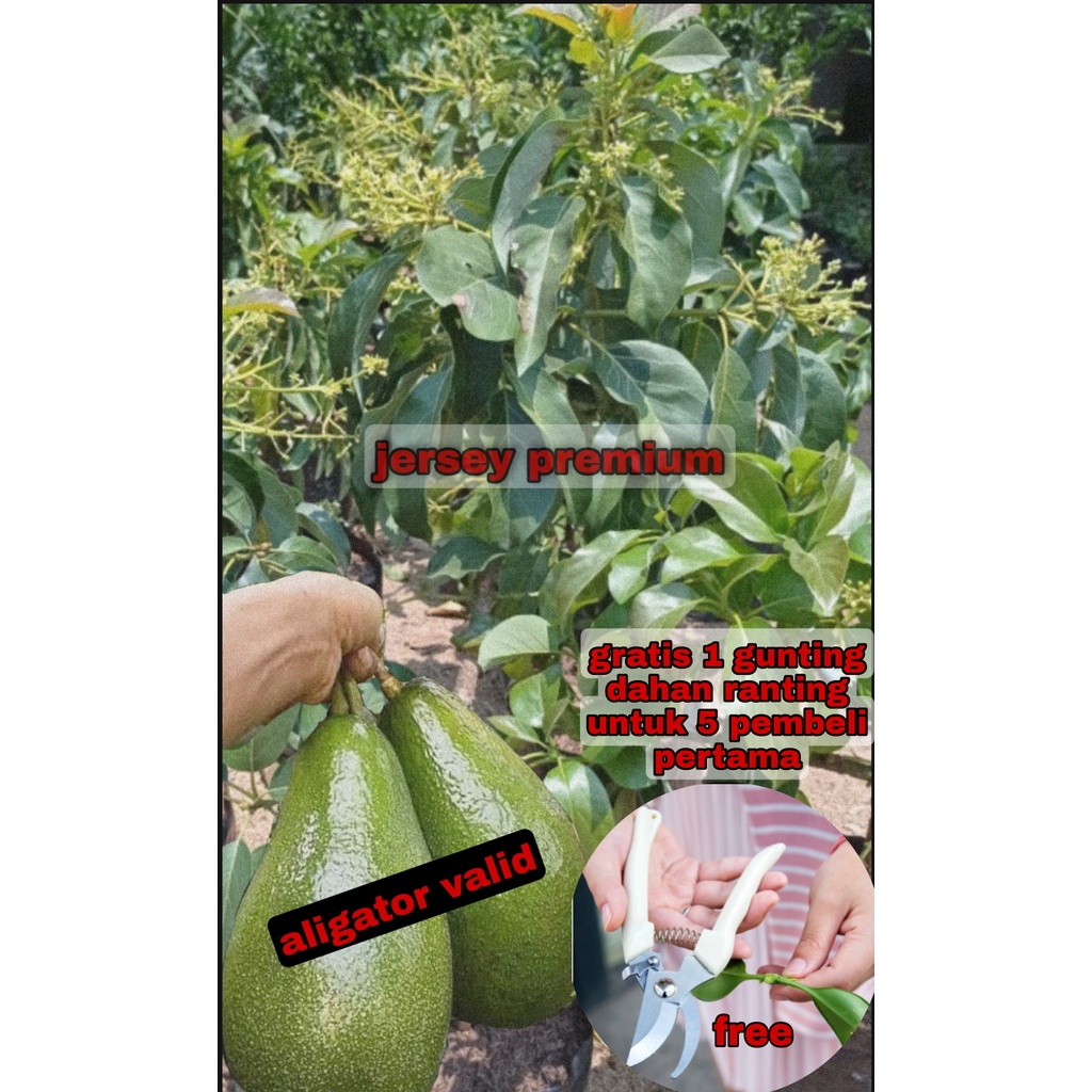 Bibit tanaman pohon buah apokat alpukat aligator super jumbo sudah berbunga cepat berbuah dalam pot 