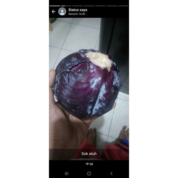 

Kol Ungu / Kol Merah Import (Taki)
