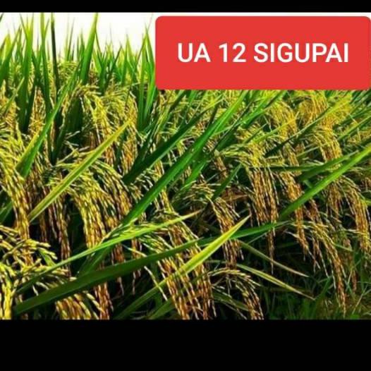 ☚ Benih Padi UA 12 Sigupai / Bibit Padi UA 12 Sigupai Lokal Aceh ❆