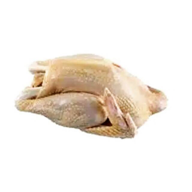 Ayam kampung utuh segar / ayam kampung murah