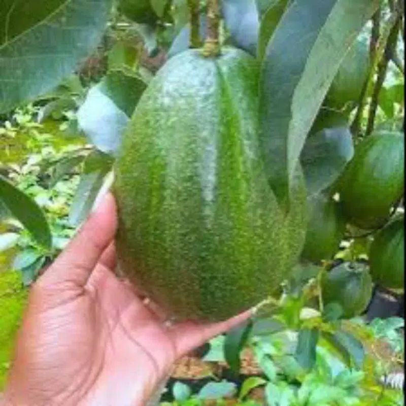 bibit alpukat miki depok asli