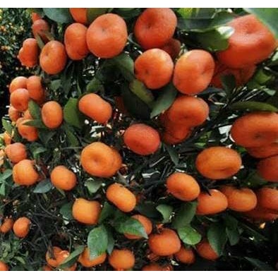 BIBIT TANAMAN BUAH JERUK SANTANG MADU
