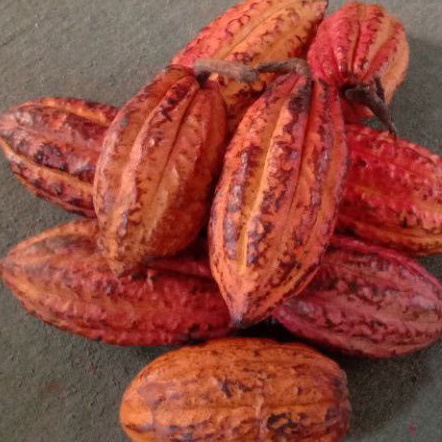 

Buah kakao 1kg