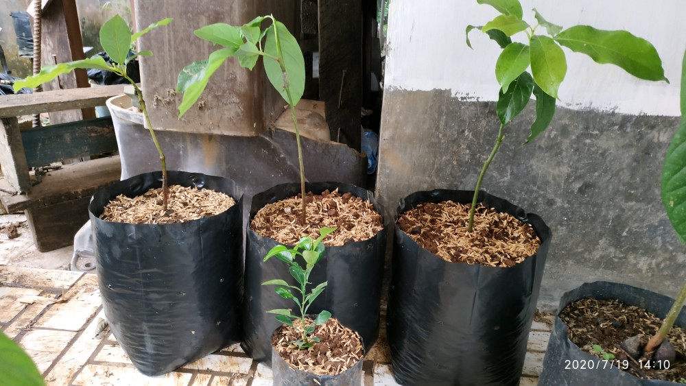 Termurah/ Paling Murah Pakettt 3batang Bibit Tanaman Buah Alpukat Lam Hass