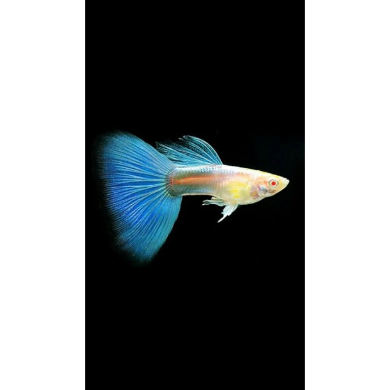 ikan guppy albino sky blue | ikan guppy | ikan hias