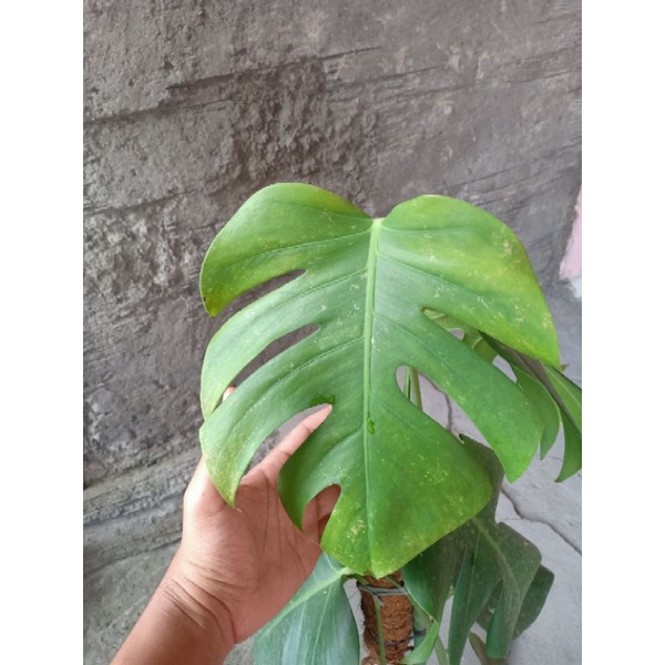 tanaman monstera delisiosa