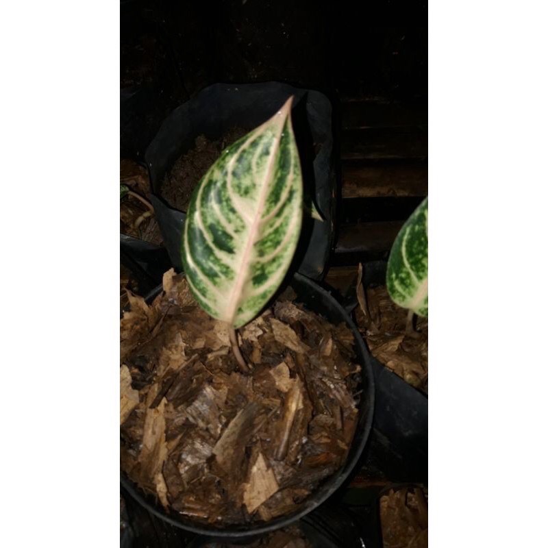 Anakan Aglonema Goliath / Baby