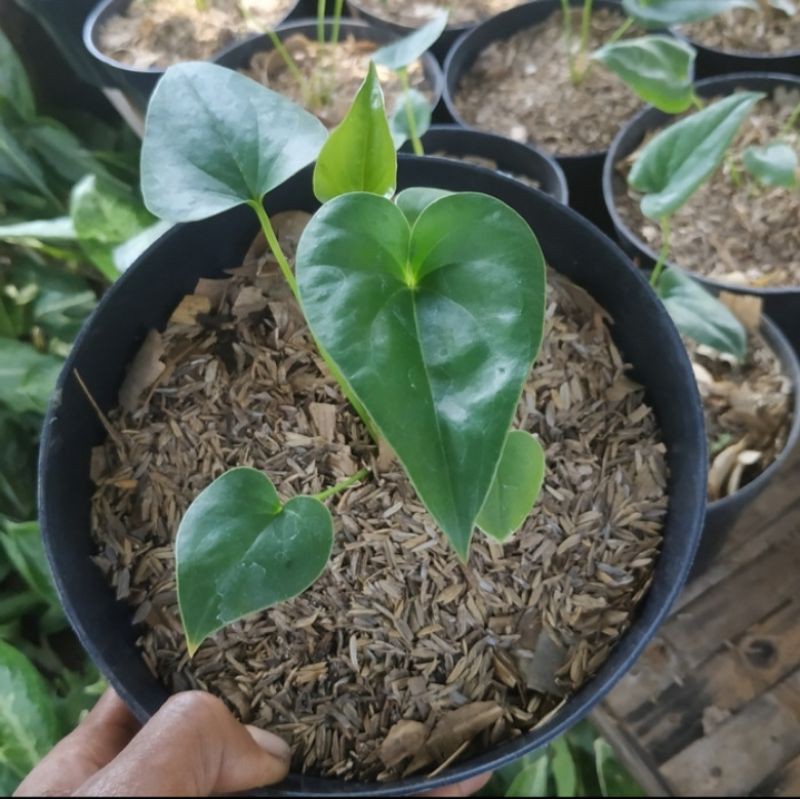 Bibit Tanaman hias Anthurium Corong - Anthurium Corong