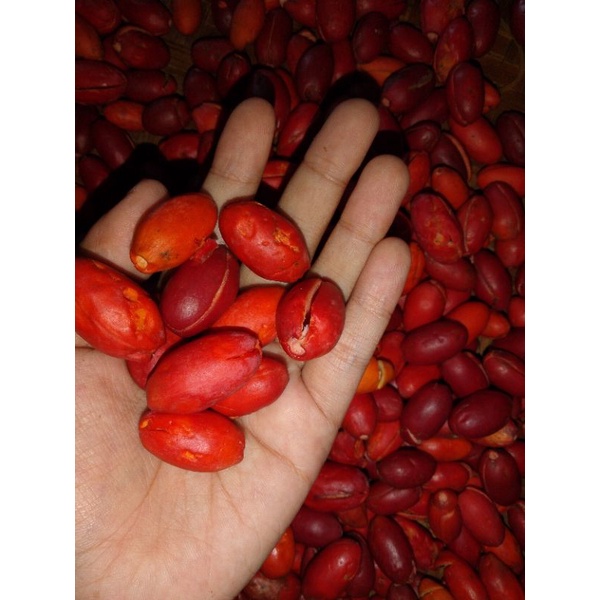

kulit melinjo 1 kg