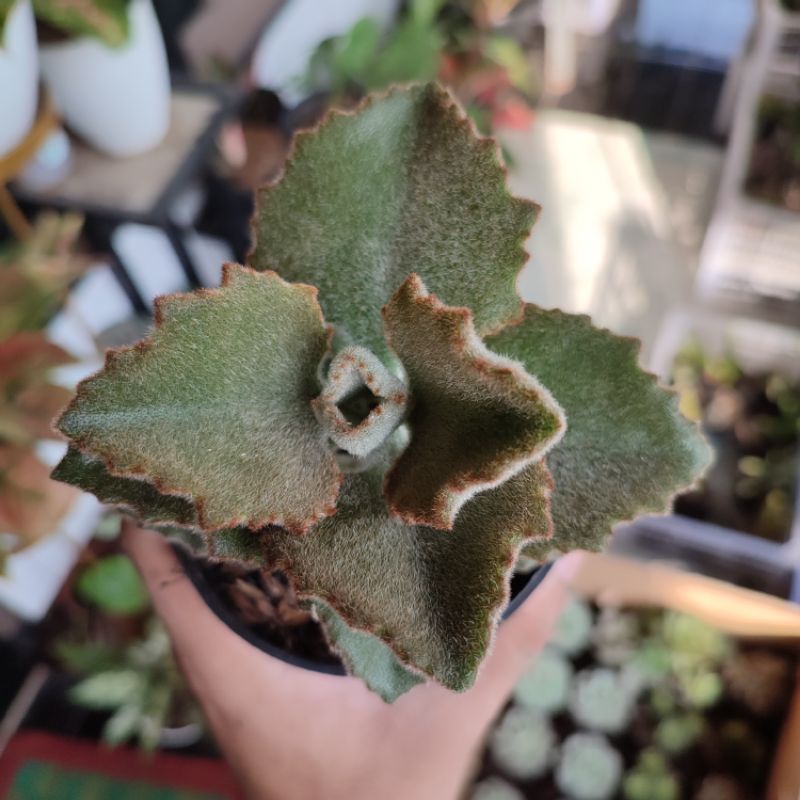 Kalanchoe behariensis 'Rose Leaf'/Kalanchoe