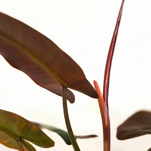 Philodendron Atabapoense