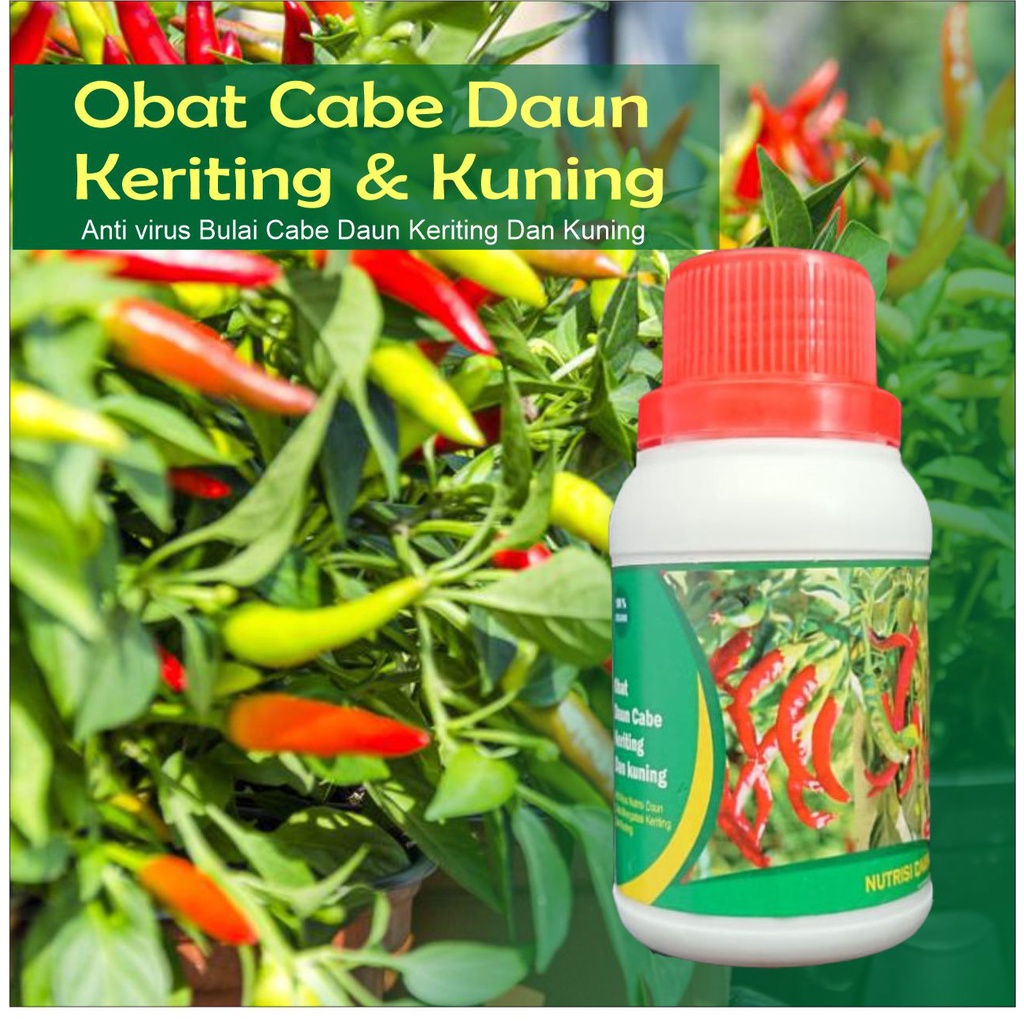 Anti Virus Keriting Bulai Cabe Pupuk Cair Obat Jamur Organik Mengatasi Tanaman  Daun Keriting