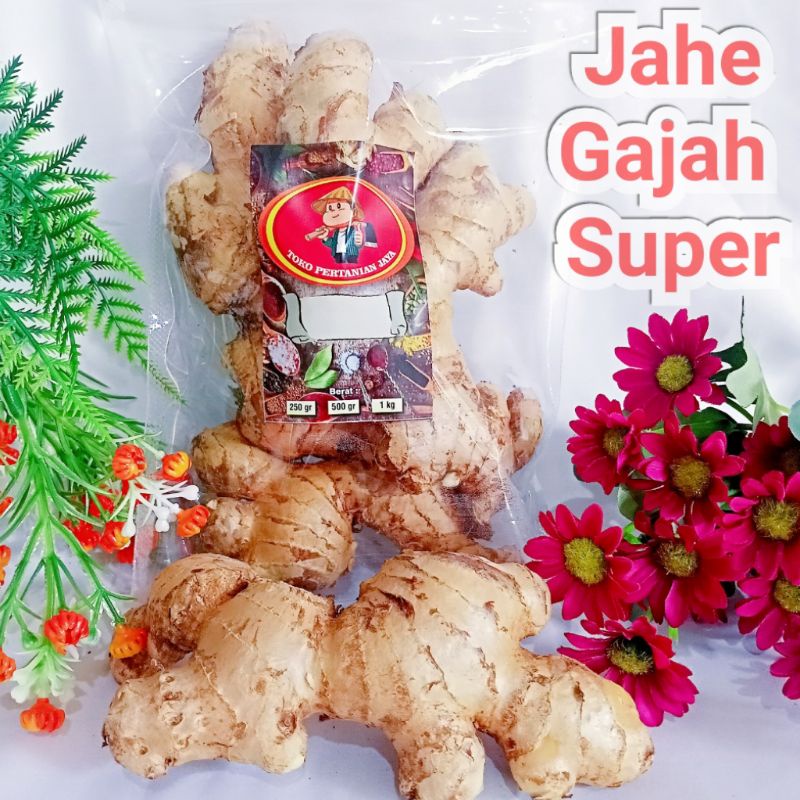 

JAHE GAJAH SUPER