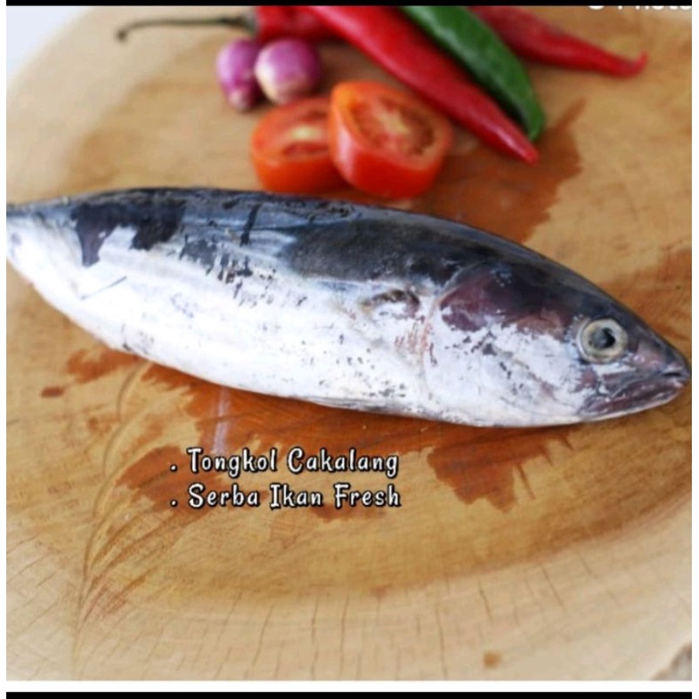 

TONGKOL CAKALANG/DEHO 900-1.000gr (SIPNEW)