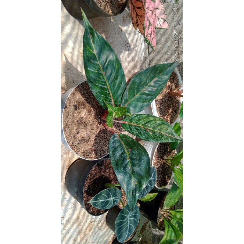 aglonema hot Ledy black