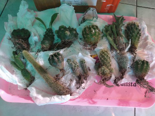 Kaktus Dan Sekulen ( Minimal 30 Packs )