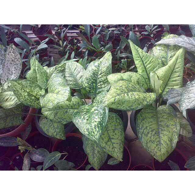 Bibit Tanaman Hias Dieffenbachia Green Beauty Shopee Indonesia