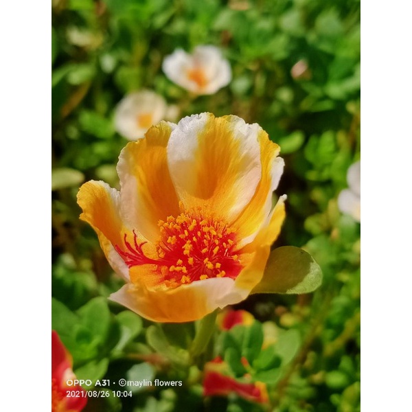 bunga krokot duna mangga