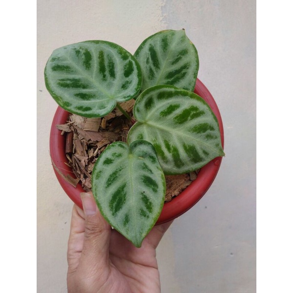 Kuping gajah dorayaki silver blus