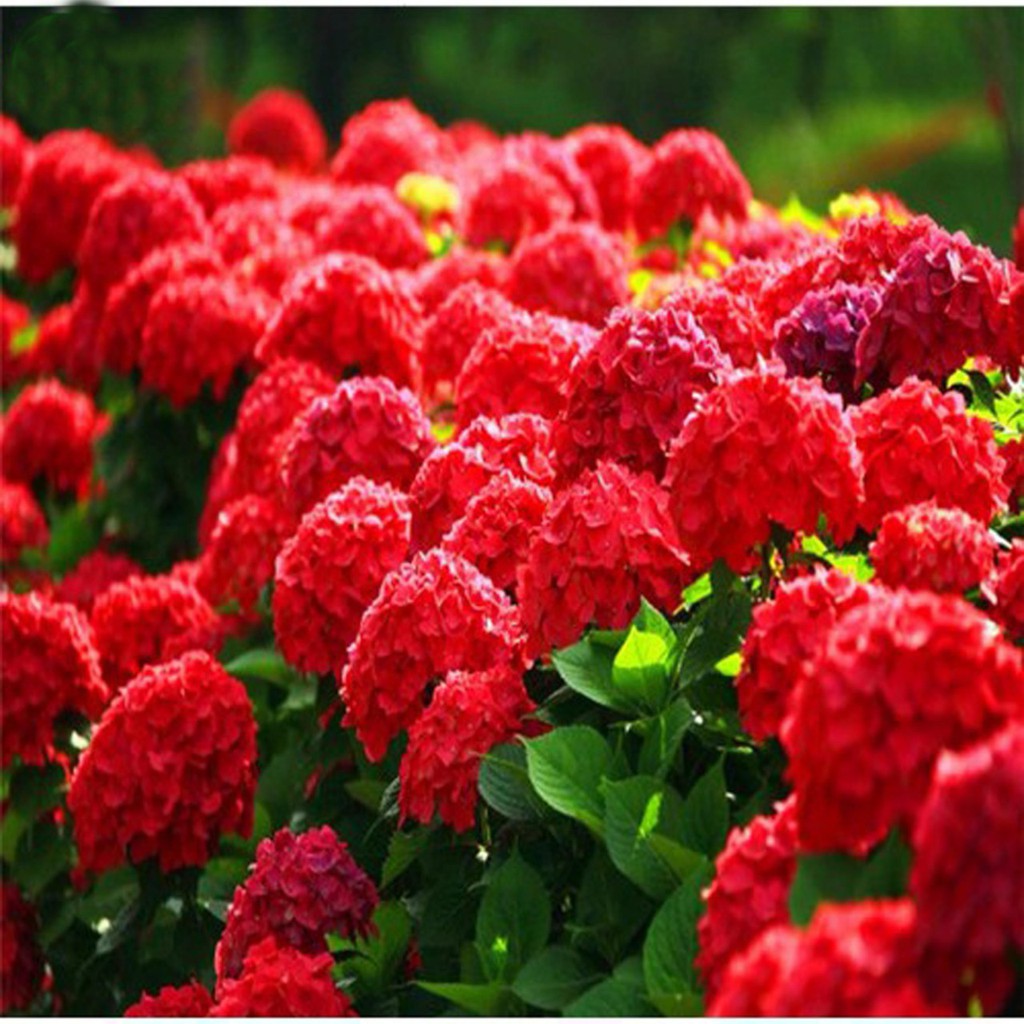 Bibit Benih Biji Bunga Hydrangea Red - Bibit Pohon Bunga Hydrangea Red - Bunga Hydrangea Merah - COD