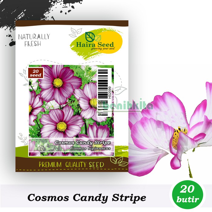 Benih-Bibit Bunga Cosmos Candy Stripe (Haira Seed)