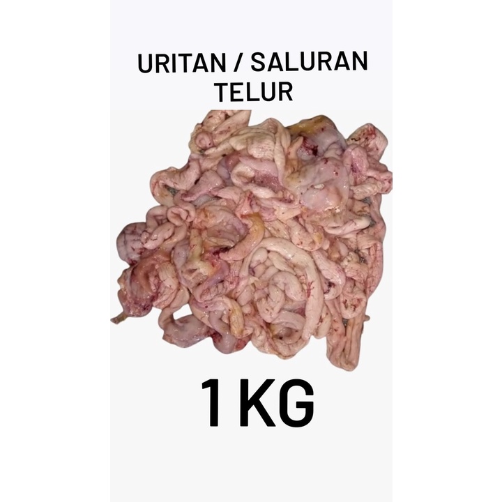 

URITAN / SALURAN TELUR / KANTUNG TELUR