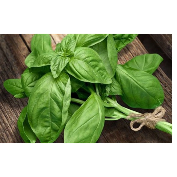 

DAUN BASIL PER IKAT