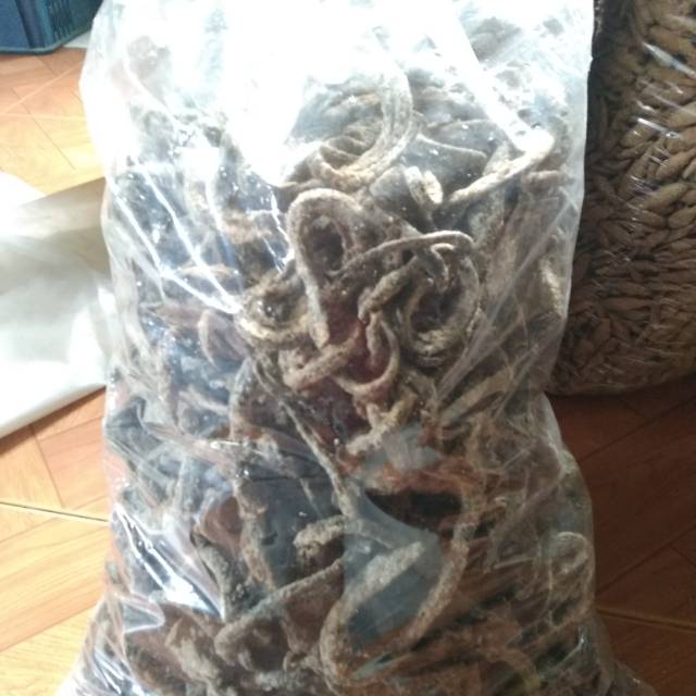 

Grosir keripik belut 5Kg