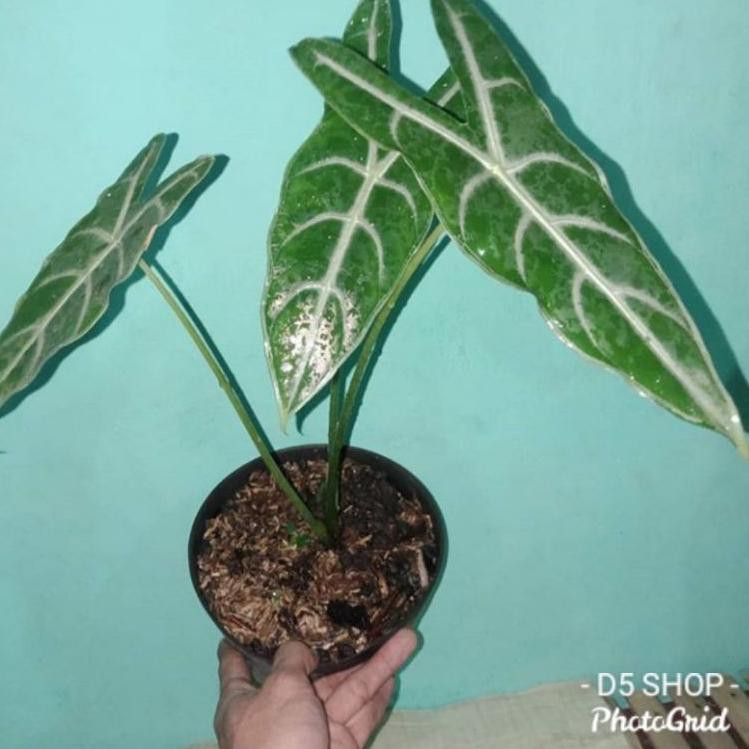 COD alokasia silver/alokasia longiloba/alocasia longiloba termurah