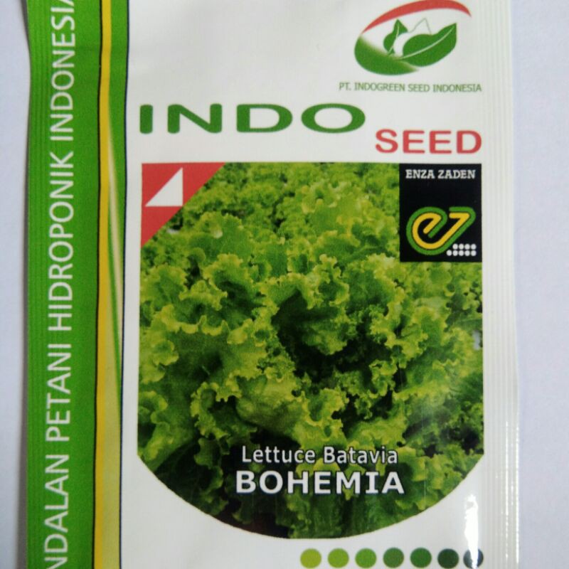 Benih Selada Bohemia dari enza