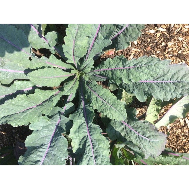 Benih-Bibit Kale Dazzling Blue (Haira Seed)