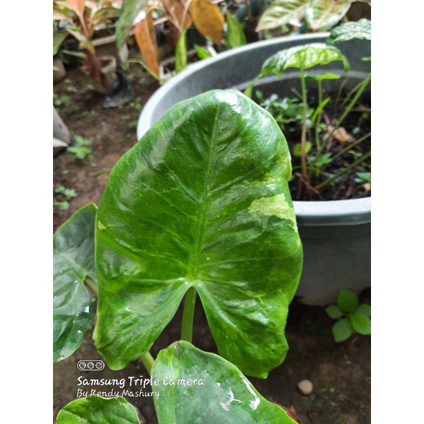 alocasia gageana var dan marbel 4 pohon ,sudah bebas biaya karantina nya