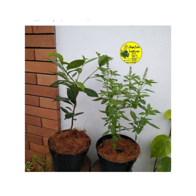 PAKET HEMAT 2 TANAMAN BUMBU DAPUR POHON SALAM/KEMANGI + POT HITAM